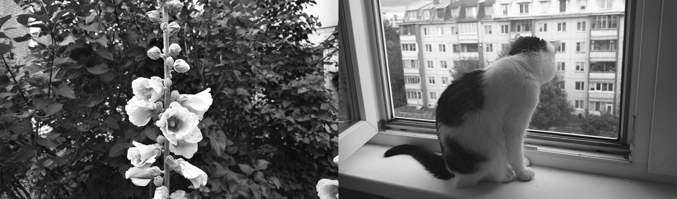 Фото на Huawei P50 Pro в чёрно-белом режиме