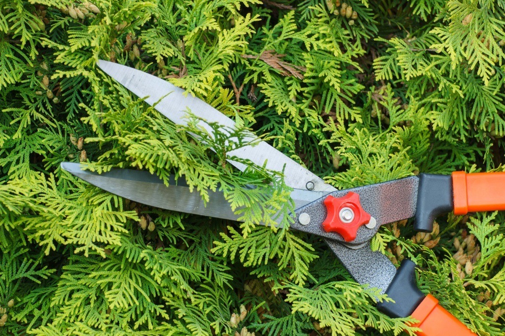 выбрать садовые ножницы выбрать садовые ножницы