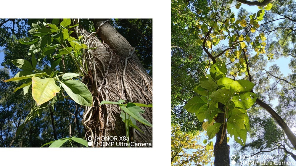 Снимки основной камеры 100 Мп