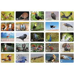 Детская настольная игра Нескучные игры Мемо. Пернатый мир