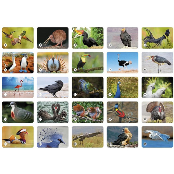 Детская настольная игра Нескучные игры Мемо. Пернатый мир