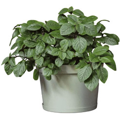 Кашпо GardenPlast Фикус 20 00250 (шалфей)