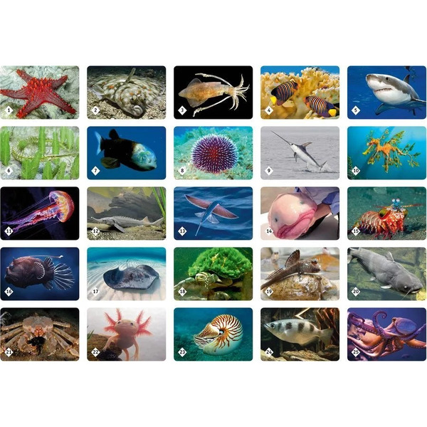 Настольная игра Нескучные игры Мемо - Подводный мир