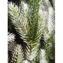 Ель искусственная National Tree Company ФОР/зл-бел-160 (Форест)