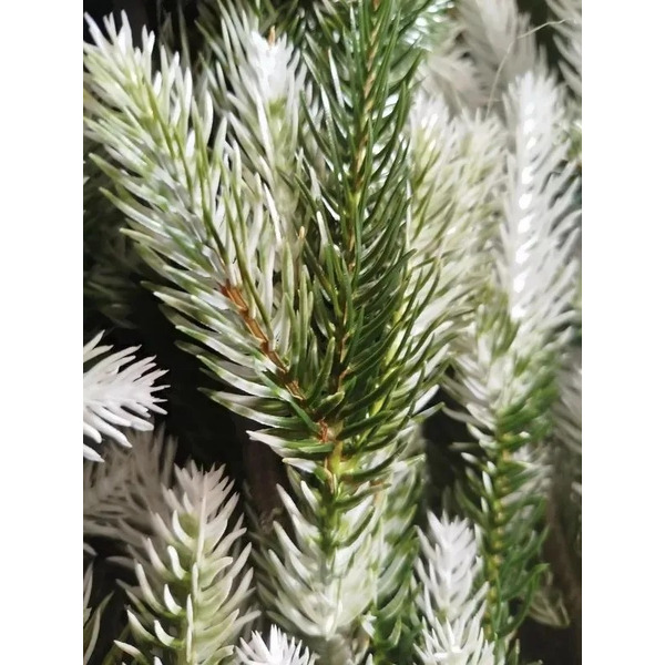 Ель искусственная National Tree Company ФОР/зл-бел-160 (Форест)