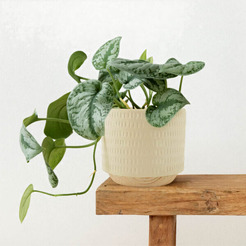 Кашпо Mandarin Decor Често P18C23104B-12milk (молочный)