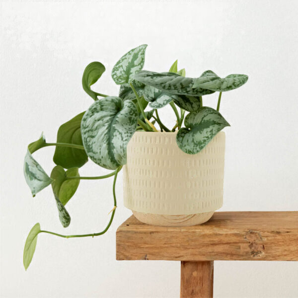Кашпо Mandarin Decor Често P18C23104B-12milk (молочный)