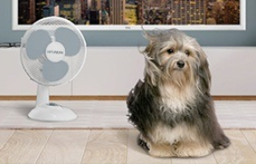 Как выбрать вентилятор