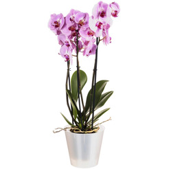 Горшок для орхидей IDILAND 221608029/02 (белый перламутр)