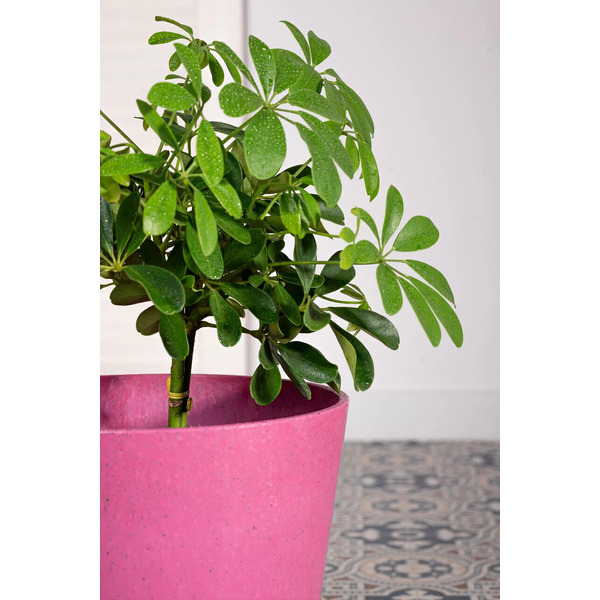 Вазон MultyHome Octavia EU5100538 (вереск)