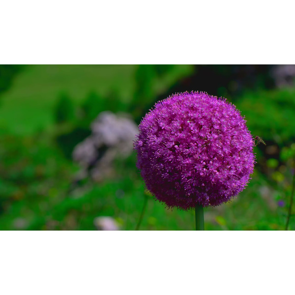 Телевизор LG 65UM7510PLA