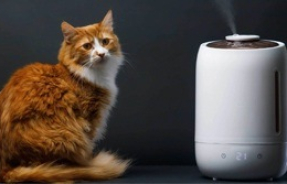 Как выбрать увлажнитель воздуха