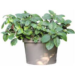 Кашпо GardenPlast Фикус 20 00251 (мокко)