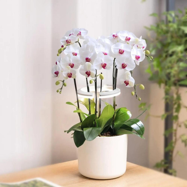 Светильник фито Cactus CS-LED-ORCHID