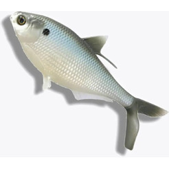 Мягкая приманка 13 Fishing B.A.M.F. Shad 8 CB-BAMF8-6
