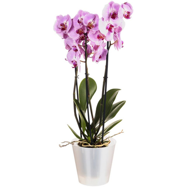 Горшок для орхидей IDILAND 221608129/02 (белый перламутр)